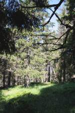 Brockenurwald am Eckerlochsteig; Aufnahme vom spten Vormittag auf dem Eckerlochsteig bei Schierke im Nationalpark Harz