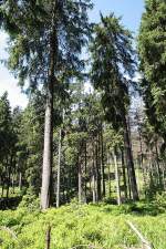 Brockenurwald am Eckerlochsteig; Aufnahme vom spten Vormittag vom Eckerlochsteig bei Schierke im Nationalpark Harz