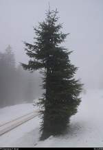 Blick auf einen fast halbierten Nadelbaum am Goetheweg beim Brocken, der von dem regelmäßigen Zugverkehr der Harzer Schmalspurbahnen GmbH (HSB) gezeichnet ist. [10.3.2018 | 12:48 Uhr]