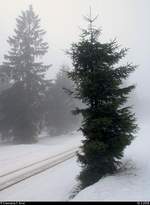 Blick auf einen äußerst schmalen Nadelbaum am Goetheweg beim Brocken, der von dem regelmäßigen Zugverkehr der Harzer Schmalspurbahnen GmbH (HSB) gezeichnet ist. [10.3.2018 | 12:49 Uhr]