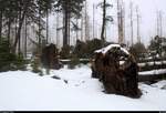 Hier sieht man noch einmal deutlich, welche Schäden der Sturm  Friederike  im Januar anrichtete. Aufgenommen an der Königsbergloipe im Nationalpark Harz. [10.3.2018 | 13:24 Uhr]