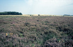 Im Naturschutzgebiet Amrumre Dünen. Bild vom Dia. Aufnahme: August 1999.