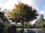 Hamburg-Billstedt am 13.10.2012: ein Baum in der Verfrbung, ein immer wieder schner Anblick