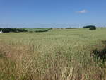 Getreidefelder im Sprottental bei Heukewalde (24.06.2023)