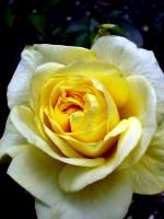 Eine wunderschne Rose. Foto 10.06.2012