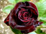 Eine wunderschne rote Rose.
