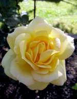 Eine Gelbe Rose. Foto 26.06.12
