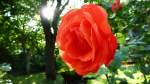Eine wnderschne Rose im Garten.
