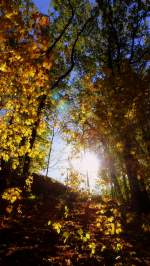 Herbststimmung im Wald in der nhe von Zeulenroda.