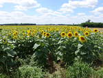 Sonnenblumenfelder bei Grenouille, Dept.