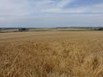 Getreidefelder bei Ingrandes, Dep.