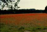 Am 05.05.1994 irgendwo in der Provence. Ein Feld in der Farbe rot vom Klatschmohn. (Dia gescannt)