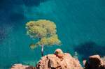 Einsamer Baum an der Felsklippe einer malerischen Bucht mit glasklarem Wasser zwischen Anthor und Thoule-Sur-Mer.