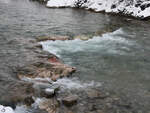 Ordentlich Bewegung im Vils, einem 36 km langen Zufluss des Lechs.
