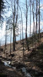 Ein Wald bei Brixlegg.(9.3.2012)