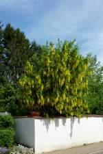 blhender Goldregen, leider sehr giftig, 2012 zu Giftpflanze des Jahres gewhlt, Mai 2012