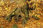 die Farben des Herbst(im Eberner Park)