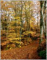 Herbstlicher Wald aufgenommen an der Strae von Wiltz nach Kautenbach. 04.11.2011 (Hans)