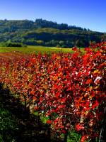 Deutschland, Rheinland-Pfalz, die Weinreben bei Lösnich im roten Farbton des Herbstlaubes. 18.10.2014