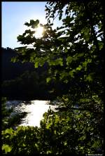 Die Sonne scheint durch die Bltter. Aufgenommen am 11. August 2012 im Mittelrheintal.