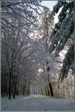 Frischer Schnee ist ber Nacht gefallen - trotzdem waren ganz frh schon einige im Crimmitschauer Wald unterwegs, wie die Spuren im Schnee verraten; Winter 1996 in Chemnitz.
