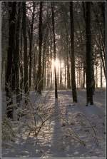 Im Winter 1996 dringen die Strahlen der aufgehenden Sonne durch die Bume im verschneiten Crimmitschauer Wald in Chemnitz.