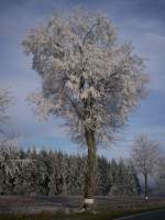 Bei einem Spaziergang an einem kaltem Wintertag entdeckte ich diesen mit Raureif berzogenen Baum.