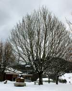 Im Sommer spendet dieser Baum reichlich Schatten, im Winter beeindruckt er durch sein Gest.
(17.12.2010) 
