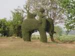 In einem Park im Norden Thailands bei der Stadt Nong Khai wurden hier Bume in die Form eines Elefanten getrimmt (10.02.2011)