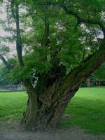 uralte Robinie im Schlohof von Strehla in Sachsen, der oft mit der Akazie verwechselte Baum stammt aus Nordamerika und wurde um 1600 von dem Franzosen J.Robin eingebrgert, daher der Name Robinie, Juni 2010
