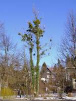 Weidenbaum wird von Efeu und Misteln in Beschlag genommen;120222