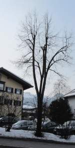 Ein kahler Ahornbaum am 4.3.2012 in Kitzbhel.