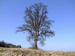 Der alte knorrige Birnbaum wird hoffentlich bald sein Frhlingserwachen erleben; 120317