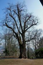 auf dem Lorettoberg in Freiburg steht dieser uralte Lindenbaum, Mrz 2012