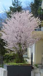 Japanischer Zierkirschenbaum in voller Blte.(10.4.2012)