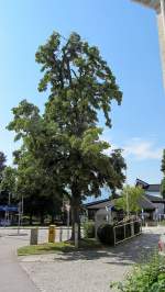 Ein groer Lindenbaum im Zentrum Murnaus.(24.7.2012)