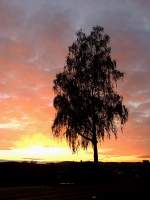 Birkenbaum in einer Sonnenuntergang-Kulisse; 121030