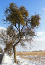 Ein mit Misteln bewachsener Apfelbaum im Winter zwischen Landstrasse und Stoppelfeld. - 13.01.2013