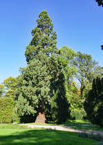 Mammutbaum im Schloßpark Gracht in Erftstadt-Liblar - 14.10.2017