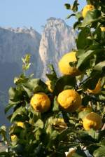 Zitronen an einen sommerlich wirkenden Wintertag in Kampanien.