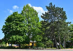 Baumgruppe (u.a. Ahorn und Mammutbaum) bei Euskirchen - 24.06.2023
