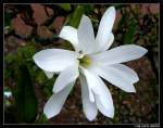 Blte einer Sternmagnolie (Magnolia stellata)