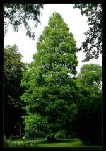 Urweltmammutbaum (Metasequoia glyptostroboides bzw. Hut Et Cheng). Fotografiert im Botanischen Garten Duisburg.