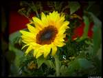 Eine wunderschne Sonnenblume fotografiert am 9.