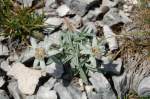 Alpenblumen (V) - Edelwei -> Leontopodium alpinum.