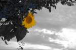 Colorkeyversuch mit Sonnenblume Teil1
