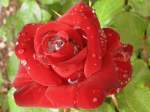Regentropfen verleihen dieser Rose eine besondere Note.
(03.06.2009)
