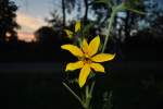 Gelbe Blume auf einen Feld bei Lehrte, am 20.08.10.