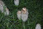 Unbekannte Pilzart auf einer Wiese in Lehrte. Foto vom 22.09.10