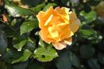 Gelbe Rose in Oktober 10 an ein schnen Nachmittag fotografiert.